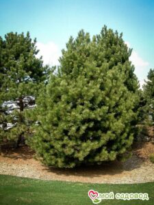 Сосна Чёрная (Pinus Nigra) в Алексине
