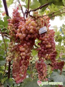 Виноград Лучистый в Алексине