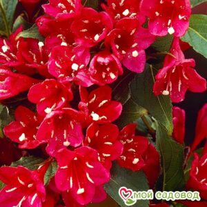 Вейгела цветущая “Ред Принц” в Алексине
