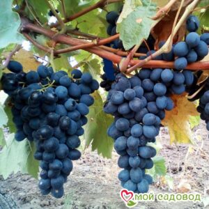 Виноград Молдова в Алексине