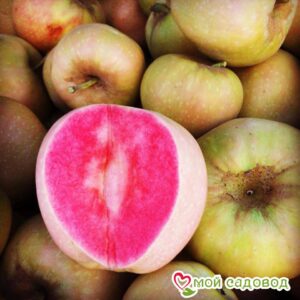 Яблоня Розовый жемчуг в Алексине