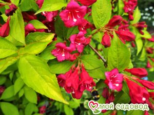Вейгела цветущая “Рубидор” в Алексине