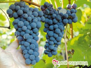 Виноград Амурский синий в Алексине