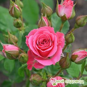 Роза Спрей розовый в Алексине