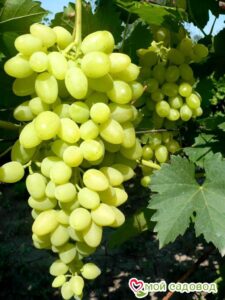 Виноград Осенний крупноплодный в Алексине