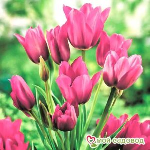 Тюльпан многоцветковый Пурпл Букет в Алексине
