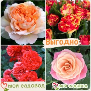 Комплект роз! Роза плетистая, спрей, чайн-гибридная и Английская роза в одном комплекте в Алексине