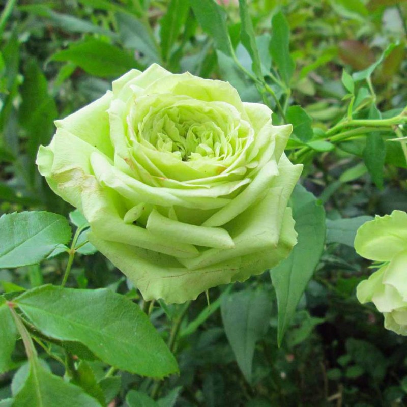 Роза чайно-гибридная Супер Грин (2) в Алексине