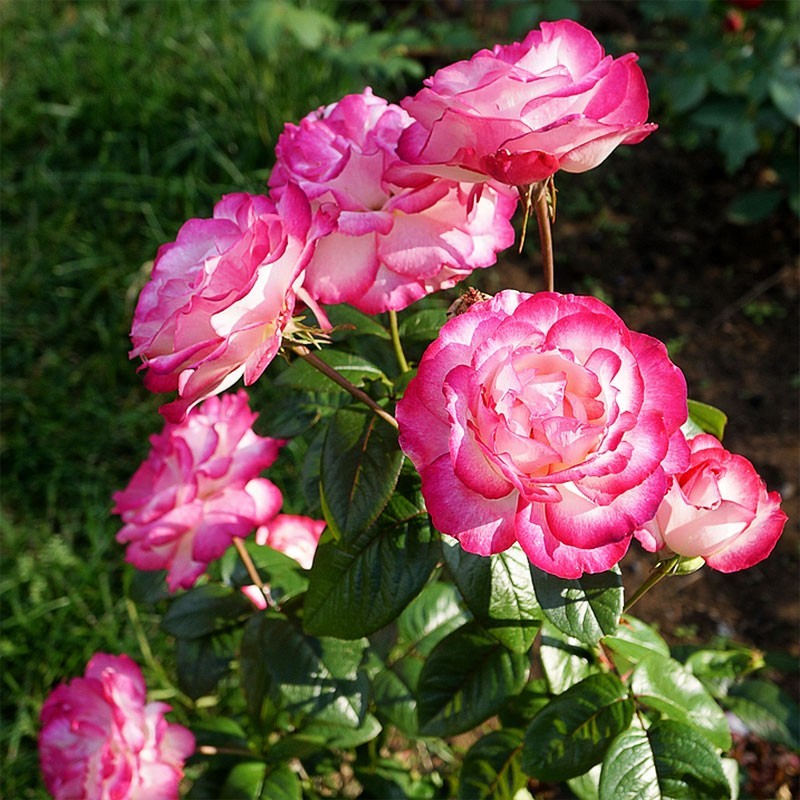 Роза чайно-гибридная Атлас (2) в Алексине