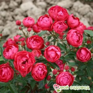 Роза полиантовая Морздаг Ред (Morsdag Red) в Алексине