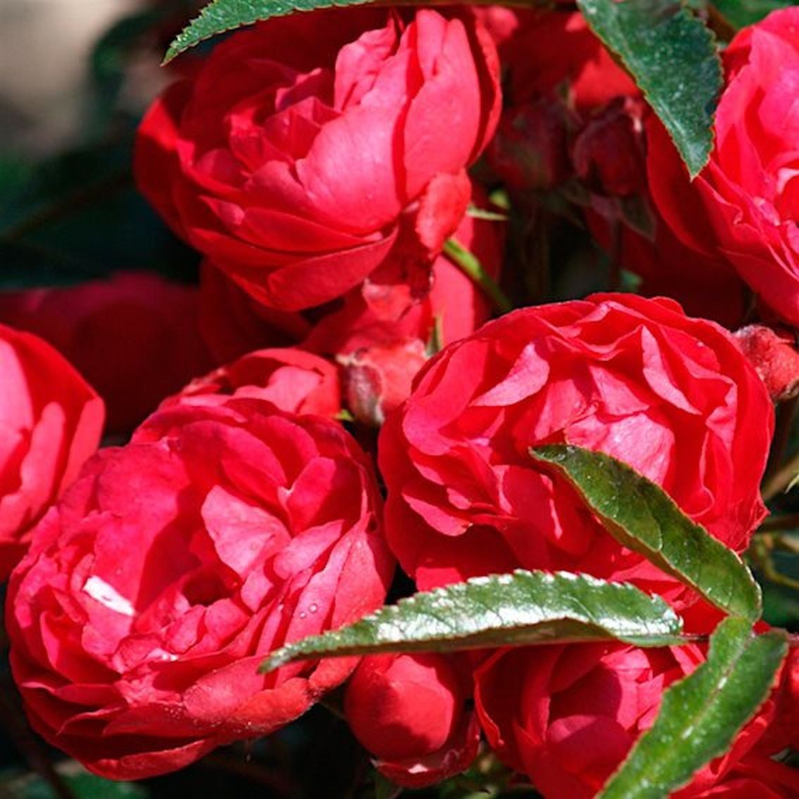 Роза полиантовая Морздаг Ред (Morsdag Red) (3) в Алексине