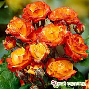 Роза полиантовая Румба (Rumba) в Алексине