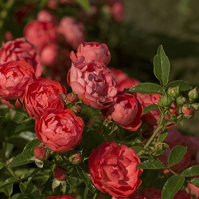 Роза полиантовая Морздаг Ред (Morsdag Red) (2) в Алексине
