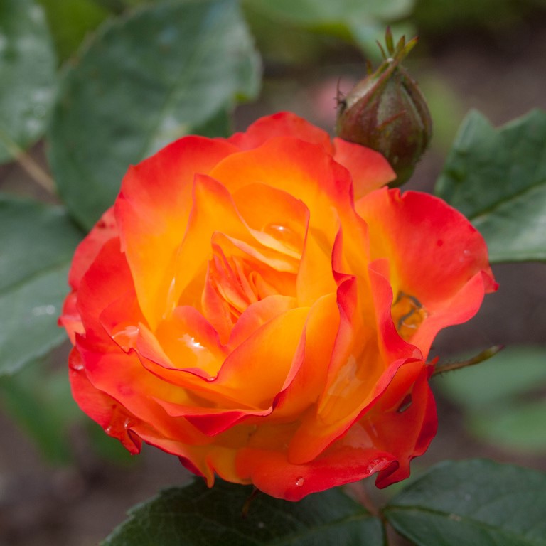 Роза полиантовая Румба (Rumba) (2) в Алексине
