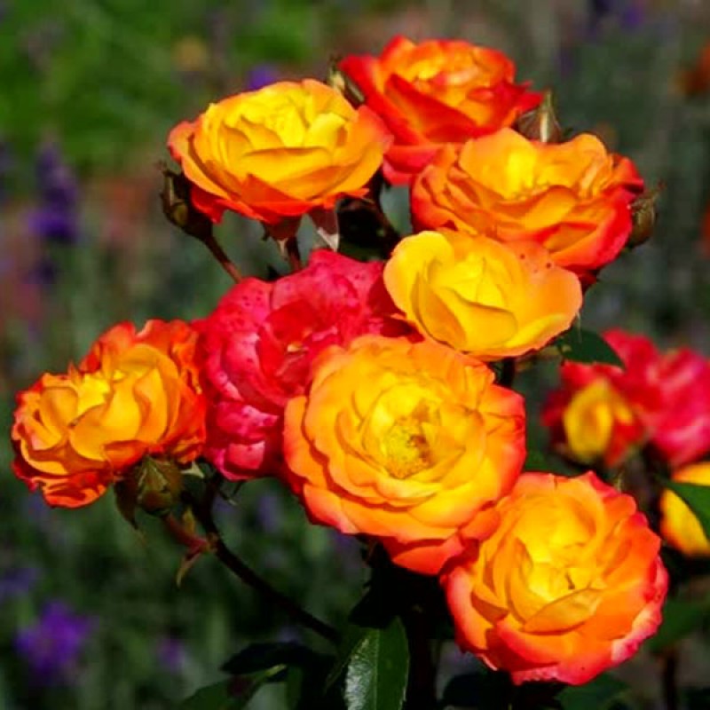 Роза полиантовая Румба (Rumba) (4) в Алексине