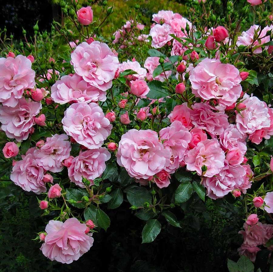 Роза полиантовая Bonica (Боника) (3) в Алексине