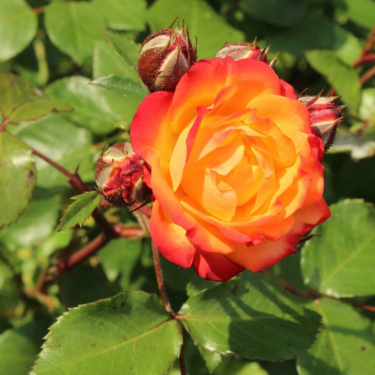 Роза полиантовая Румба (Rumba) (3) в Алексине